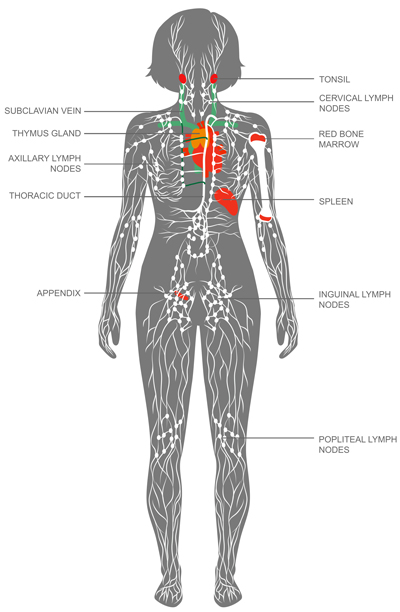 Lymphatic system