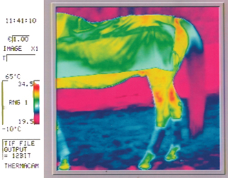 Horse thermography before using Mirotec