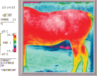 Horse thermography after 52 minutes with VetRug